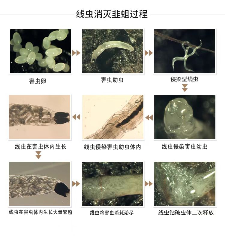 奈瑪&reg;昆蟲病原線蟲