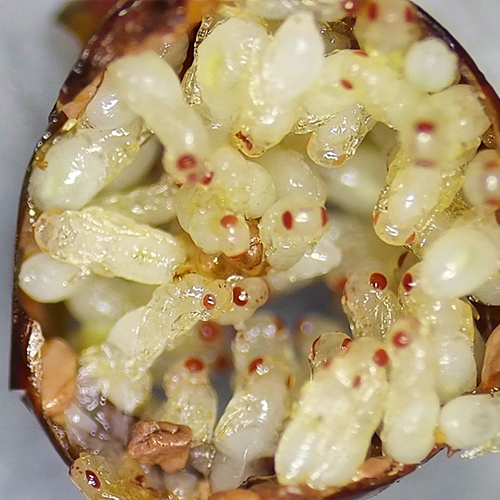 科云&reg;周氏嚙小蜂