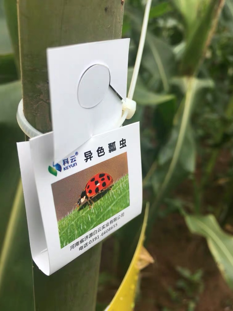 科云&reg;異色瓢蟲