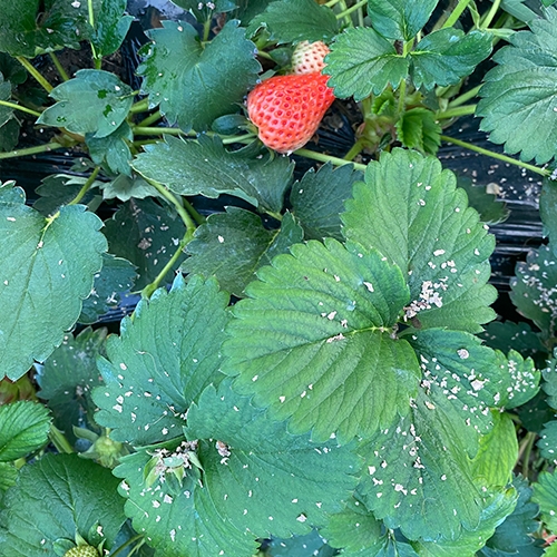 科云&reg;斯氏鈍綏螨