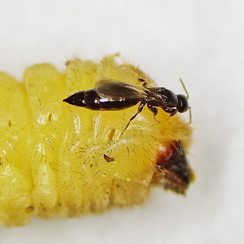 科云&reg;管氏腫腿蜂