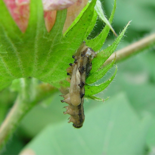 科云&reg; 恩劈威&reg;  棉鈴蟲(chóng)核型多角體病毒制劑