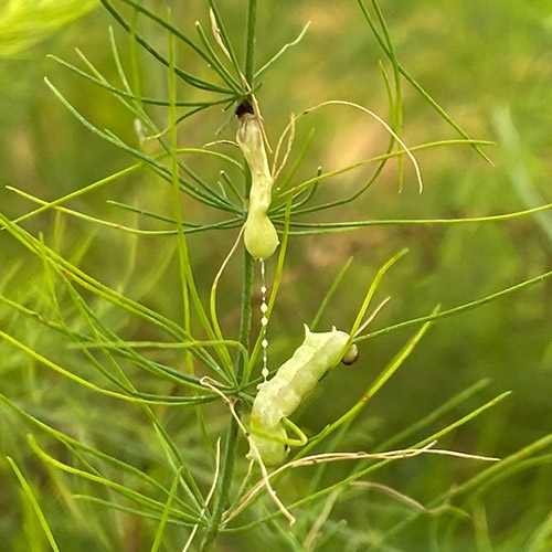 科云&reg; 特科喜&reg;  甜菜夜蛾核型多角體病毒制劑