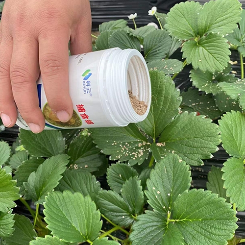 科云&reg;加州新小綏螨