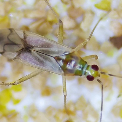 科云&reg;煙盲蝽