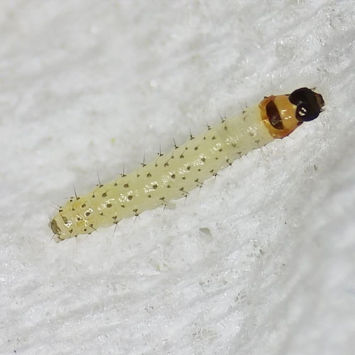 科云&reg; 實(shí)驗(yàn)昆蟲(chóng)&mdash;&mdash;玉米螟