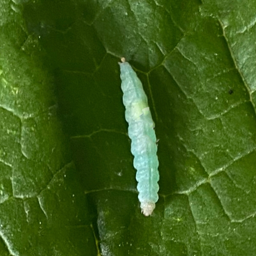 科云&reg; 實(shí)驗(yàn)昆蟲&mdash;&mdash;小菜蛾