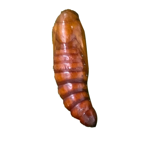 科云&reg; 實驗昆蟲&mdash;&mdash;棉鈴蟲