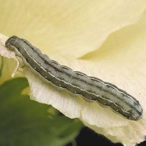 科云&reg; 實(shí)驗(yàn)昆蟲&mdash;&mdash;甜菜夜蛾