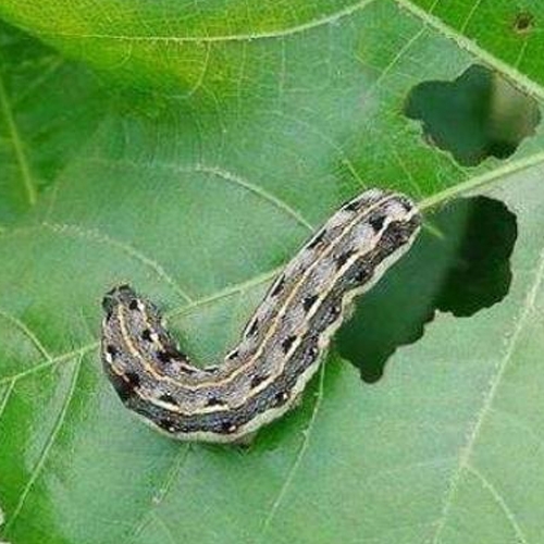 科云&reg; 實(shí)驗(yàn)昆蟲&mdash;&mdash;斜紋夜蛾