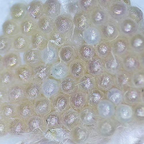 科云&reg; 實驗昆蟲&mdash;&mdash;草地貪夜蛾