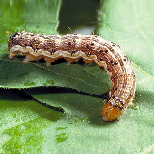 科云&reg; 實(shí)驗(yàn)昆蟲&mdash;&mdash;棉鈴蟲