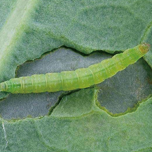 科云&reg; 實(shí)驗(yàn)昆蟲&mdash;&mdash;小菜蛾