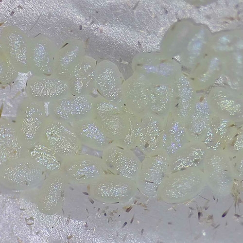 科云&reg; 實(shí)驗(yàn)昆蟲&mdash;&mdash;小菜蛾