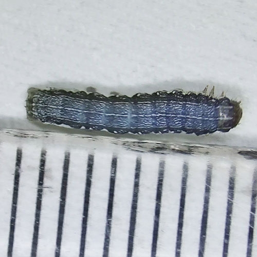 科云&reg; 實驗昆蟲&mdash;&mdash;甜菜夜蛾