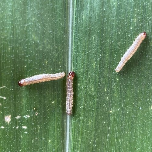 科云&reg; 實(shí)驗(yàn)昆蟲(chóng)&mdash;&mdash;玉米螟