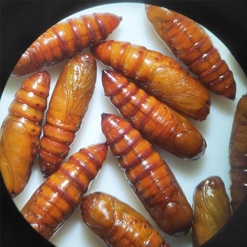 科云&reg; 實驗昆蟲&mdash;&mdash;甜菜夜蛾