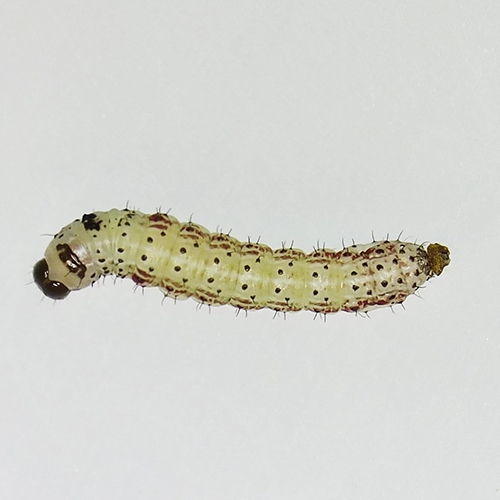 科云&reg; 實驗昆蟲&mdash;&mdash;草地貪夜蛾