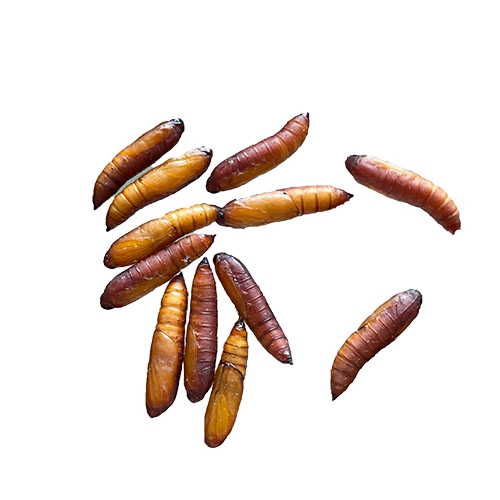 科云&reg; 實(shí)驗(yàn)昆蟲(chóng)&mdash;&mdash;玉米螟