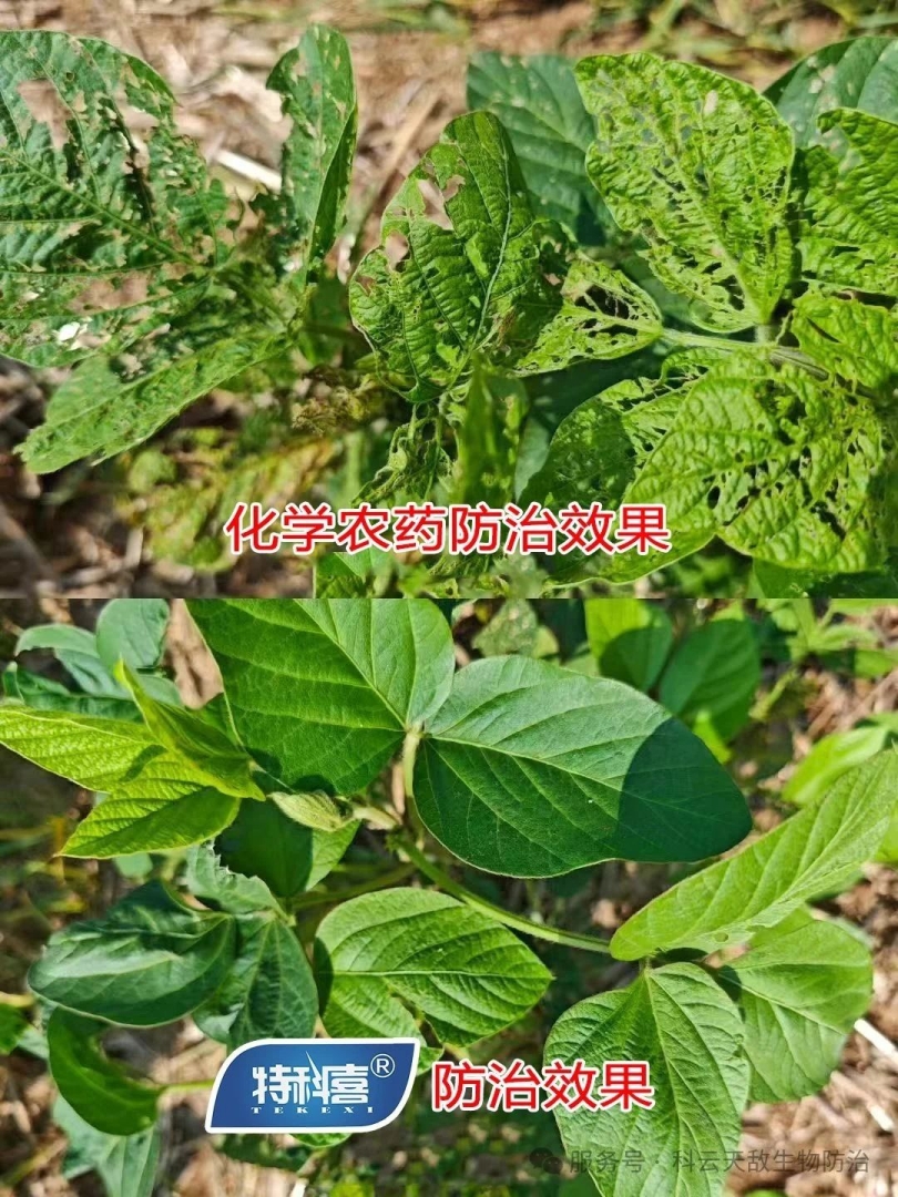 科云&reg;特科喜&reg;甜菜夜蛾核型多角體病毒防治甜菜夜蛾效果，得到全省生物防治&ldquo;三進(jìn)&rdquo;行動(dòng)專(zhuān)家教授的一致肯定