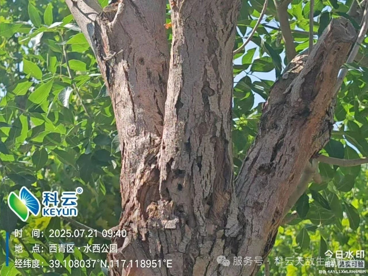 天津&ldquo;市樹(shù)&rdquo;遭蟲(chóng)害侵襲，科云&ldquo;天敵&rdquo;越千里救治